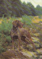 AK 210759 DOG / HUND - Deutsch Kurzhaar - Dogs