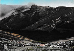 Allos - Paturages Au Col D'Allos, Les Lacets Du Col Et Au Loin Grande Séolane - Sonstige & Ohne Zuordnung