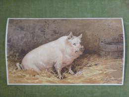Grande Chromo Thème Animalier - Cochon - Illustration De Charles Olivier De Penne - Sonstige & Ohne Zuordnung