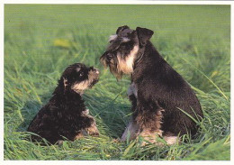 AK 210773 DOG / HUND - Zwergschnauzer - Perros