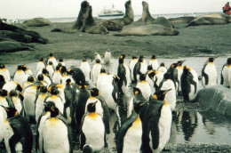 1 AK Antarctica / Antarktis * Pinguine In Der Bay Of Isles Auf Der Insel South Georgia * - Autres & Non Classés