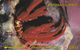 PHONE CARD CAYMAN ISLANDS  (E50.24.3 - Isole Caiman