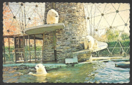 Granby  Québec - Zoo Granby - Ours Blancs - Polar Bears - Parc Zoologique De Granby No: 51818-C - Par J.Bienvenue - Osos