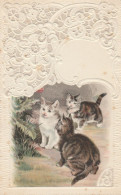 CHATS CARTE GAUFFREE - Katten