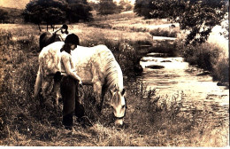 CM41. Vintage Postcard. Horses Grazing By A River. - Pferde