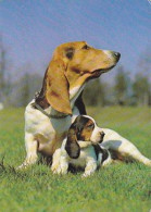 AK 210822 DOG / HUND - Basset - Dogs