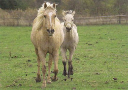 AK 210824 HORSE / PFERD - Paarden