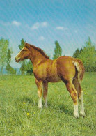 AK 210826 HORSE / PFERD - Chevaux