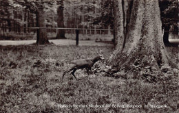 Neuhaus Im Solling - Rehbock Im Wildpark - Holzminden