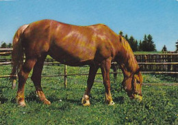 AK 210833 HORSE / PFERD - Pferde