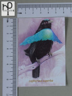 CALENDARS  - BIRDS OF PARADISE - 2024 - 2 SCANS  - (Nº58773) - Petit Format : 2001-...