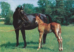 AK 210837 HORSE / PFERD - Paarden