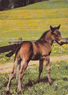 AK 210843 HORSE / PFERD - Pferde