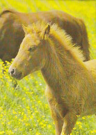 AK 210844 HORSE / PFERD - Islandponyfohlen - Pferde