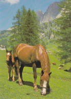 AK 210848 HORSE / PFERD - Pferde