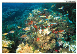 66 - Pyrénées Orientales - La Côte Vermeille - Groupe De Girelles Paon Et Castagnoles (Chromis Chromis) Sur Fond De Posi - Other & Unclassified