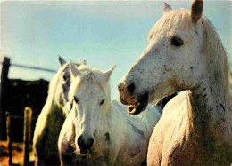 Animaux - Chevaux - Camargue - Chevaux Camarguais - Camarguais - Horses - Pferde - CPM - Voir Scans Recto-Verso - Pferde