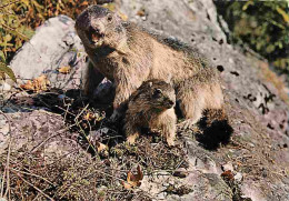 Animaux - Marmottes - Bébé Marmotte - CPM - Voir Scans Recto-Verso - Autres & Non Classés