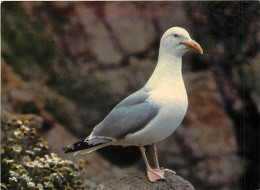 Animaux - Oiseaux - Oiseaux De Mer - Goélands Argentés - CPM - Voir Scans Recto-Verso - Pájaros