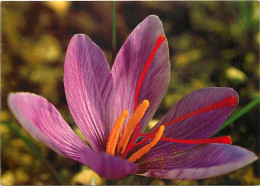 Fleurs - CPM - Voir Scans Recto-Verso - Fiori