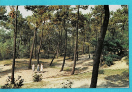 * Knokke Zoute - Knocke Le Zoute (Kust - Littoral) * (Editions VOG, Nr 307) Promenade Dans La Foret, Bois, Bos, Old - Knokke