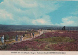 74459 - Lüneburger Heide - Wandern Auf Dem Wilseder Berg - Ca. 1965 - Lüneburger Heide