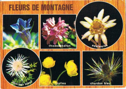 CPM..FLEURS DE MONTAGNE - Bloemen