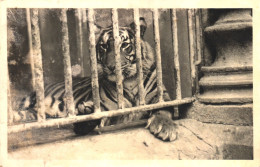 ANIMAL, TIGER, ZOO, FRANKFURT, GERMANY, POSTCARD - Tigers