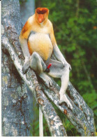 Malaysia Postcard Sent To Denmark 23-2-2007 Proboscis Monkey - Malasia