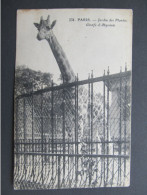 AK PARIS ZOO Tiergarten Jardin Des Plantes Giraffe 1920/// D*59107 - Other Monuments