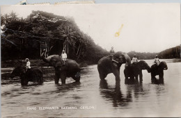 Tame Elephants Bathing Ceylon RPPC Postcard Z2 *as Is - Sri Lanka (Ceylon)