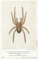 PC42413 Water Spider. Male. British Museum. W. F. Sedgwick. No N14 - Welt