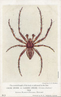 PC42418 Cross Spider Or Garden Spider. Male. British Museum. W. F. Sedgwick. No - Welt