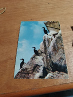 554 //  CORMORANS A LA RESERVE D'OISEAUX DU CAP SIZUN - Pájaros