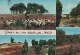 97812 - Lüneburger Heide - 1964 - Lüneburger Heide