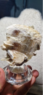 Barite Barite Mielata Minerale  Monte Onixeddo Gonnesa Sardegna  8 X 6,5 Cm Italia 240gr - Minerali