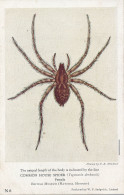 PC42421 Common House Spider. Female. British Museum. W. F. Sedgwick. No N6 - Monde