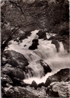 29-3-2024 (4 Y 21) France - Posted 1953 - Fontaine De Vaucluse (rivière Et Arvbres) B/w - Alberi