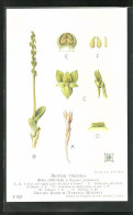 AK British Orchids, Bog Orchis, Blume  - Sonstige & Ohne Zuordnung