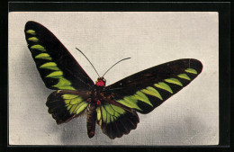 AK Schmetterling Der Art Ornithoptera Brookeana  - Insecten