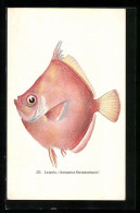 AK Laipala, Antigonia Steindachneri  - Fische Und Schaltiere