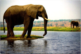 28-3-2024 (4 Y 25) Australia - Elephant - Éléphants