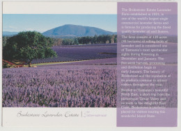 Australia TASMANIA TAS Lavender Farm Estate BRIDESTOWE VG TA183 Postcard C2000s - Otros & Sin Clasificación