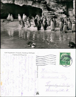 Ansichtskarte Stellingen-Hamburg Tierpark Hagenbeck Humboldt Pinguine 1957 - Stellingen