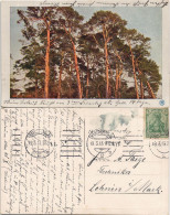 Stimmungsbilder: Natur - Kiefern, Gel Rollstempel Charlottenburg 1913 - Ohne Zuordnung