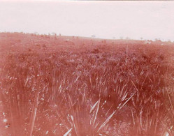 Photo Originale - 1921 -  Tanzania ( Tanganyika ) Deutsch Ostafrikas - TANGA - Champ De Boassus Palm A La Ferme - Lugares
