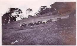 Photo Originale -1924 -Tanzania ( Tanganyika ) Deutsch Ostafrikas- BUMBULI - Vaches A La Ferme - Orte