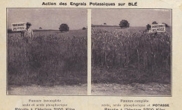 0-PUB 50+13 - ACTION DES ENGRAIS POTASSIQUES SUR LE BLE - Cultivation