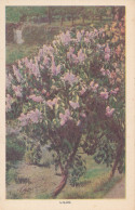 PC45854 Lilac. Garden And Floral - Mundo