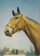 AK 210864 HORSE / PFERD - Chevaux